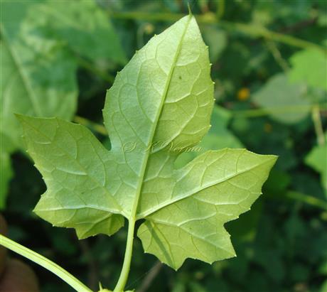  Leaf (Abaxial view)